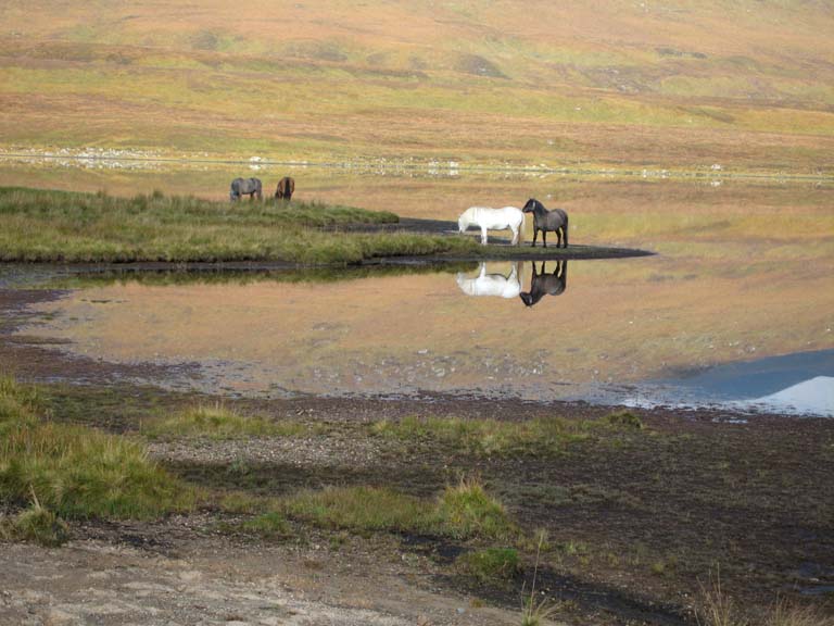 04 The ponies by the lochside