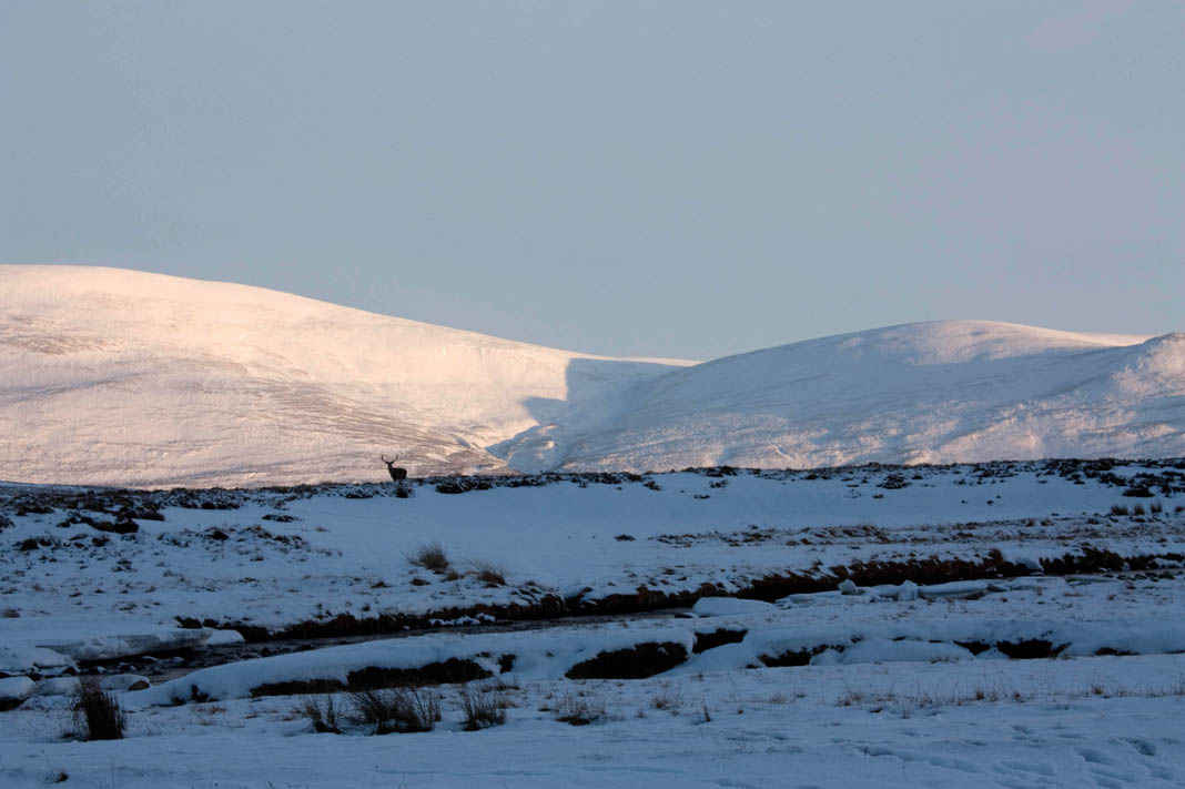 17 A lone deer on the moor in winter