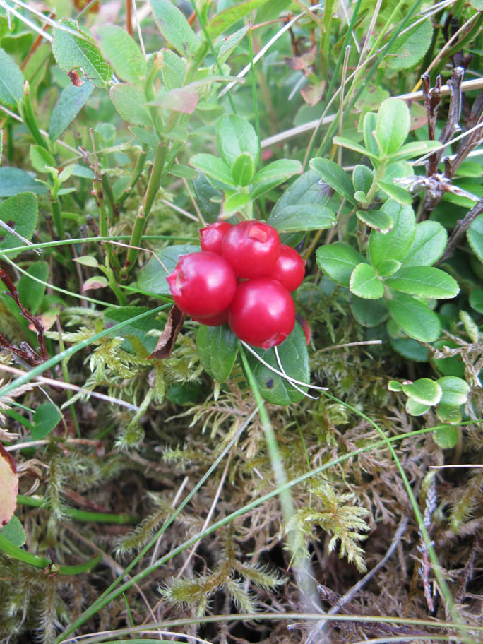 22 Blaeberries