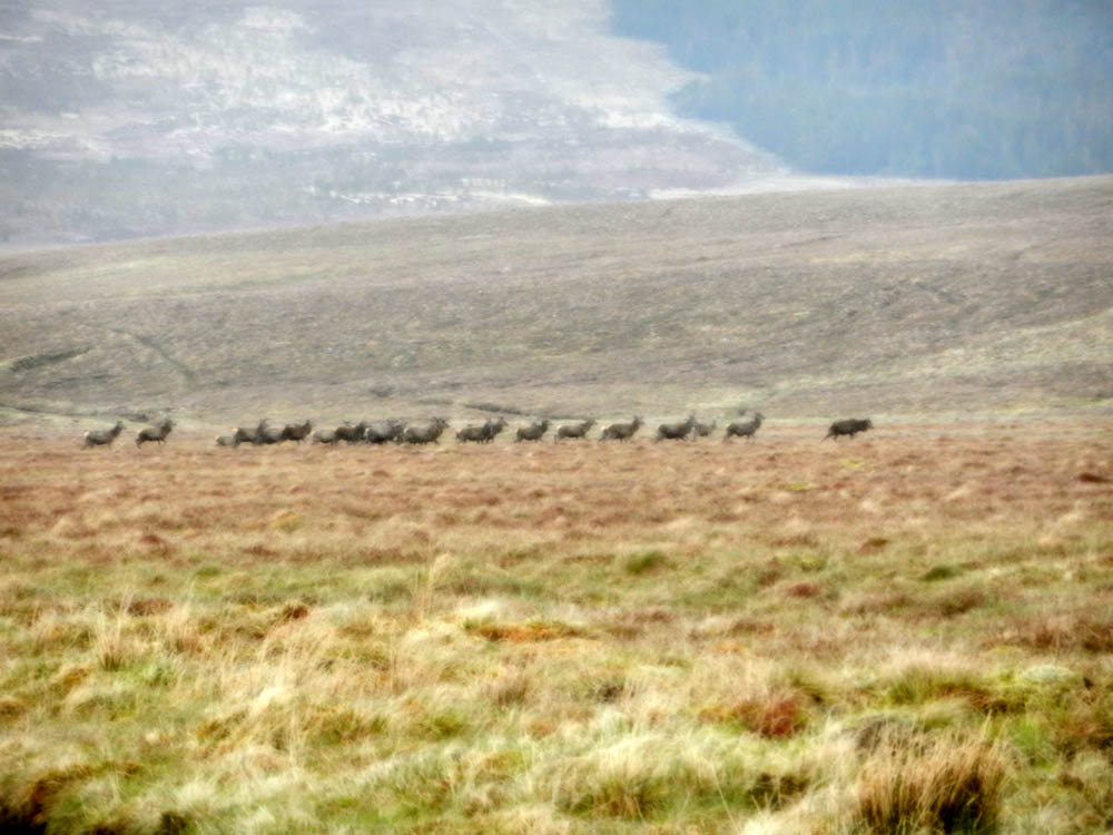 28 Deer on the Moors