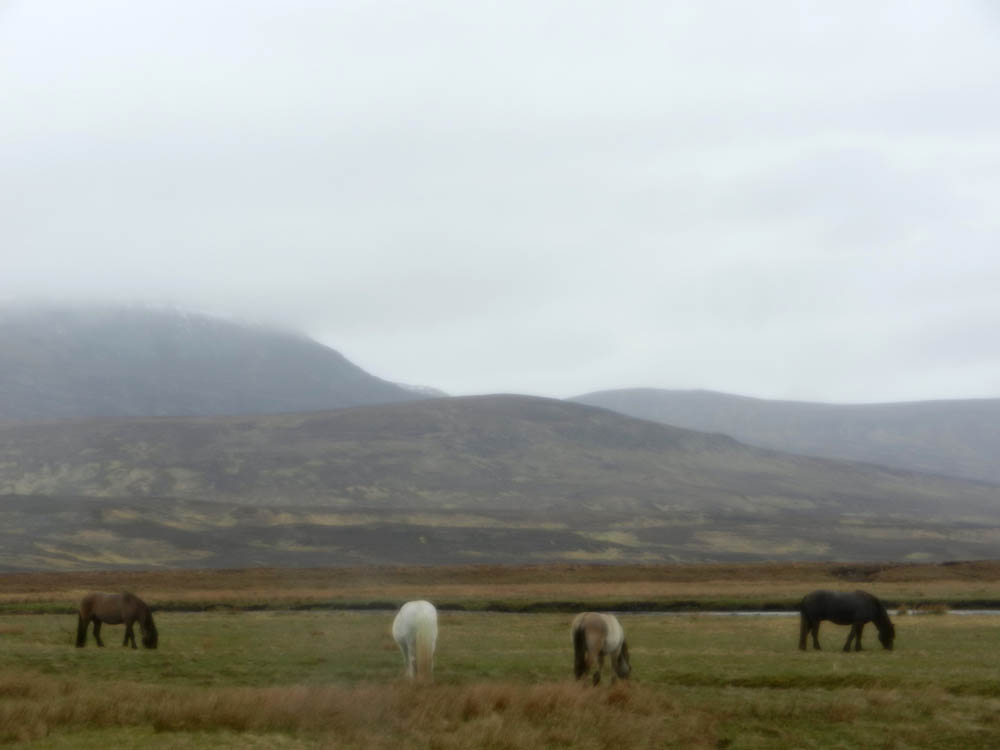 29 The stalking ponies