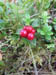 22 Blaeberries