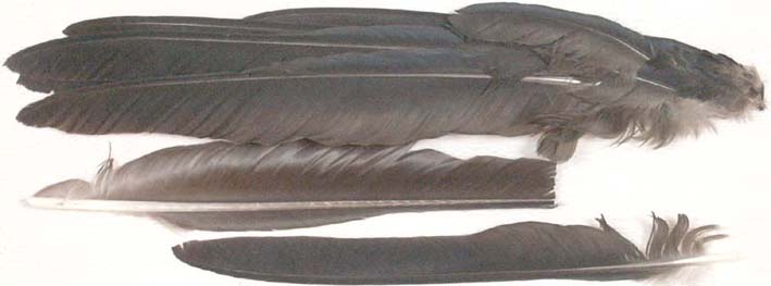 Raven feathers used to make the quills