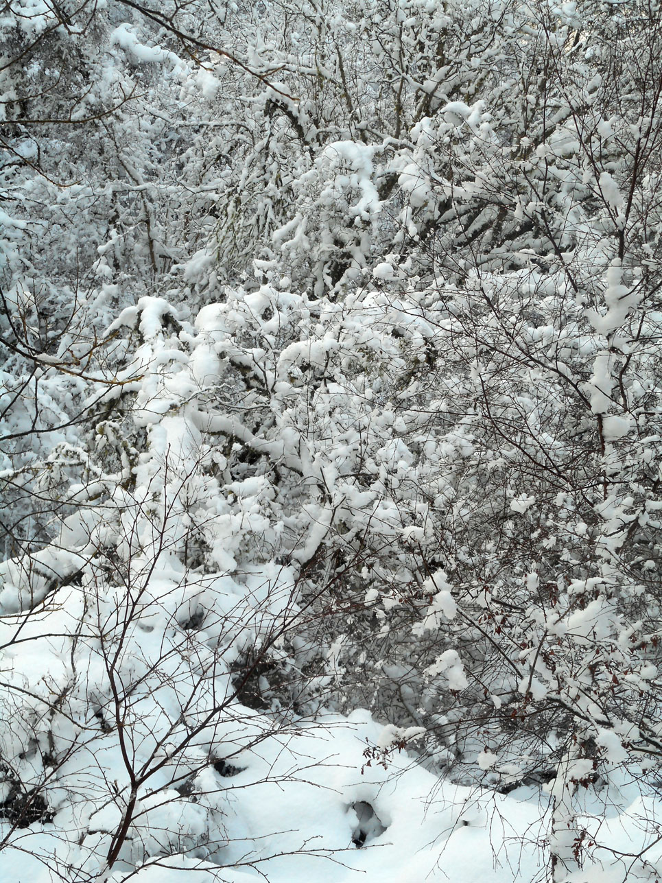 03 Snow piled up on the deciduous tree branches