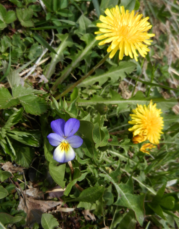 09 Violet and dandelion