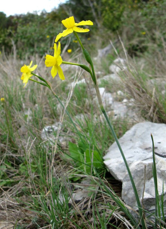 22 Bourdiguet Wild Jonquil