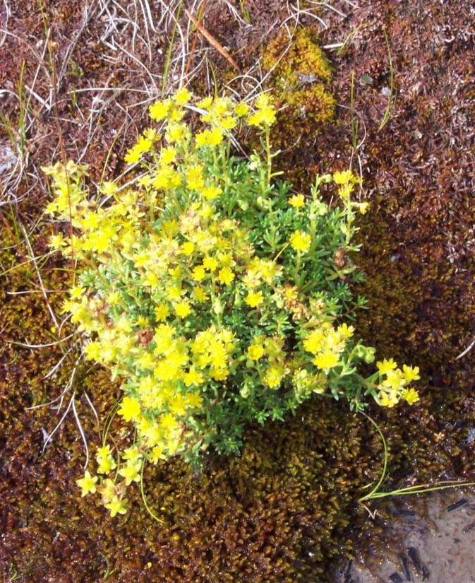 12 Cinquefoil