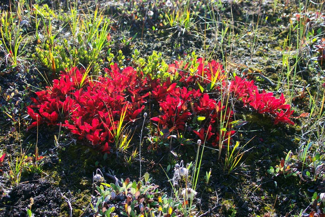 26 Backlighted bearberry