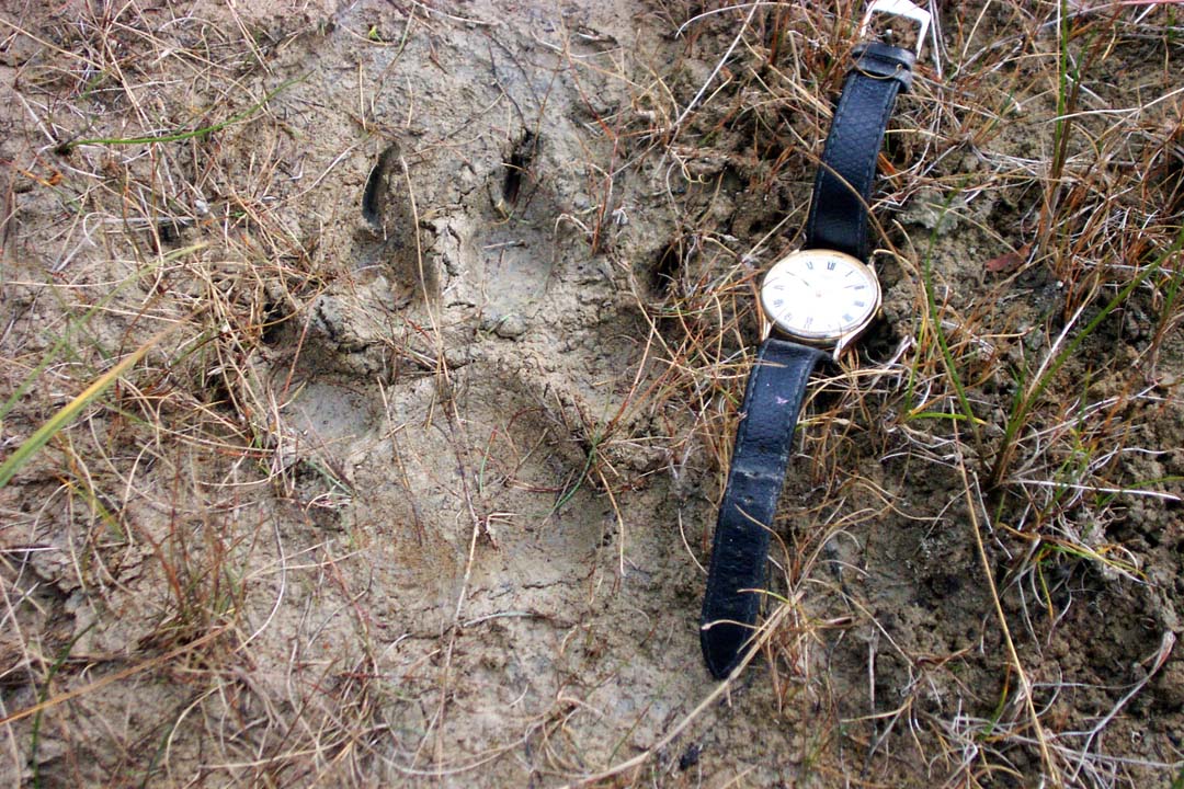 30 Wolf paw print