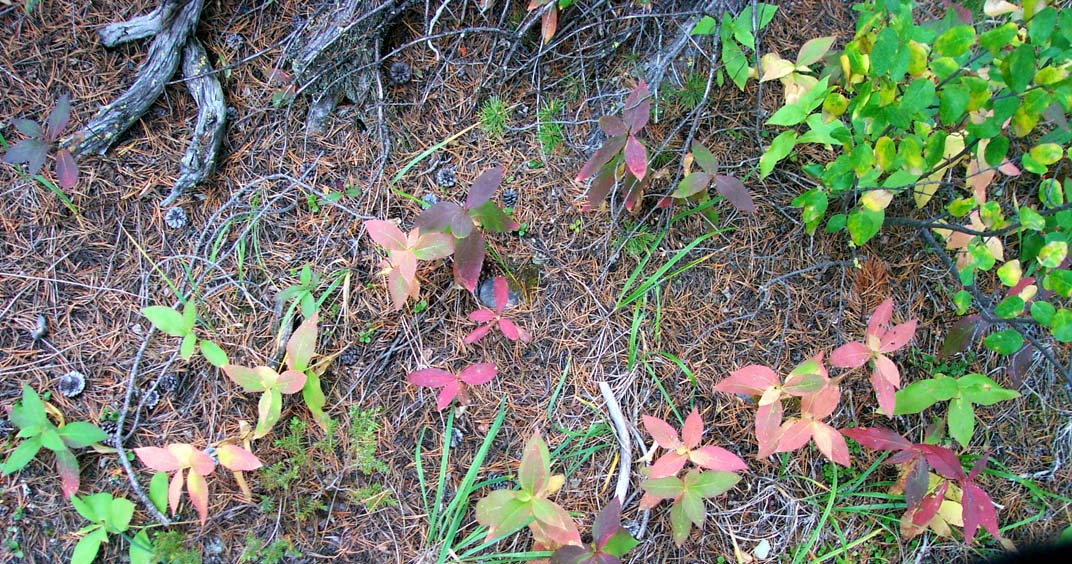 31 Forest floor colours