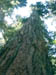 Cathedral Grove big tree