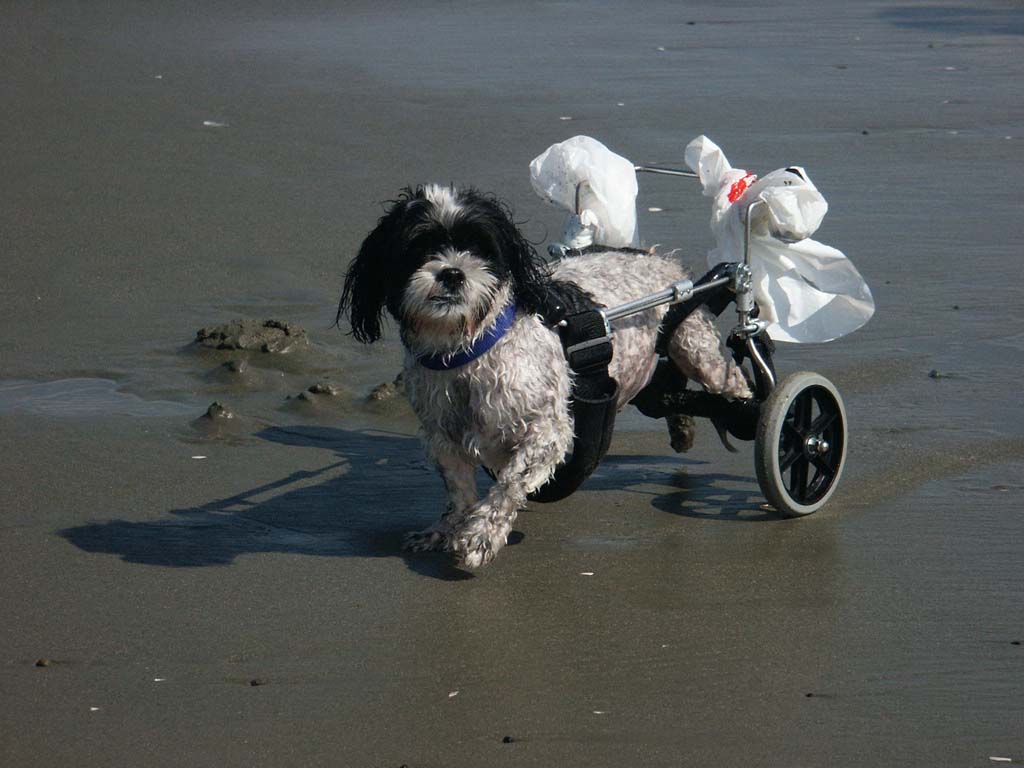 Long beach dog