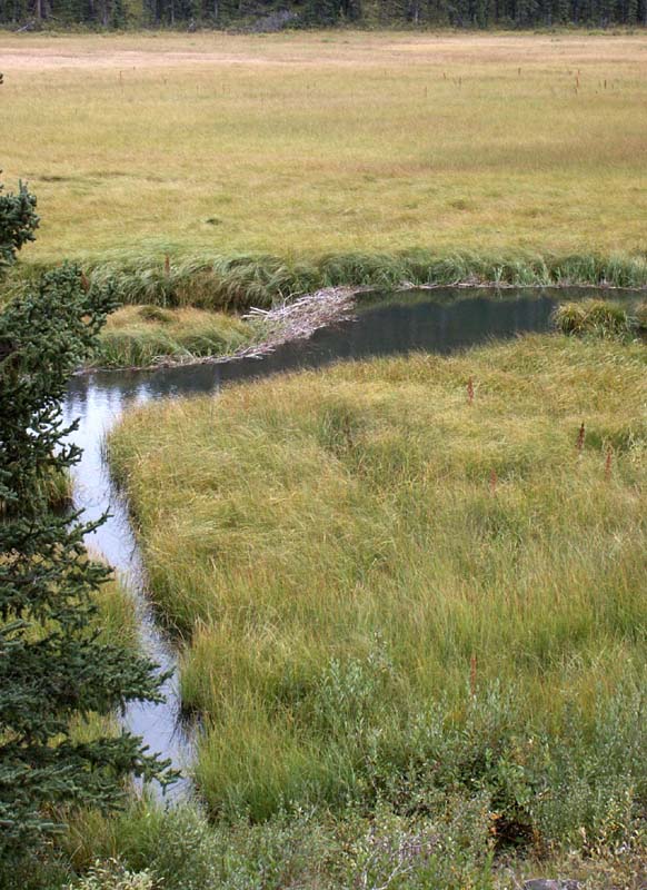 Martin's Beaver Dam 1