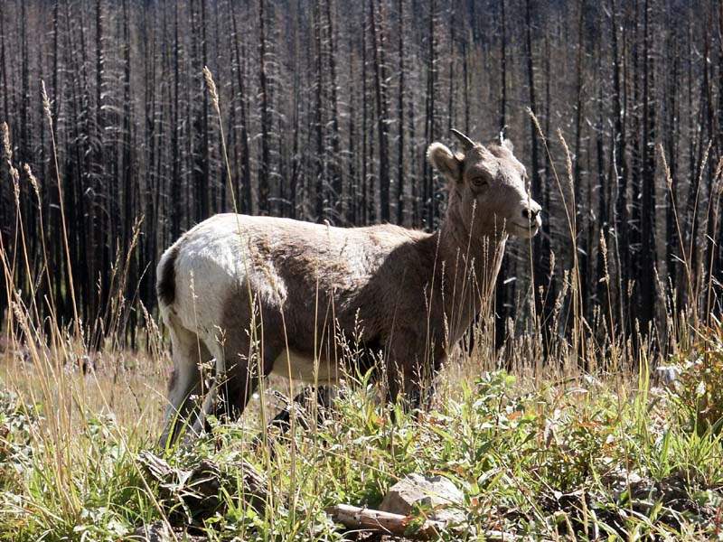 Rocky Mountain Sheep 2