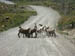 Rocky Mountain Sheep 1