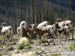 Rocky Mountain Sheep 3