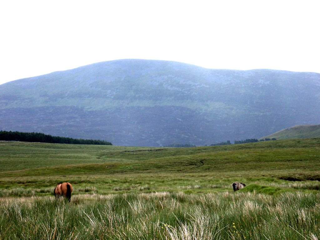 05 Mare and foal