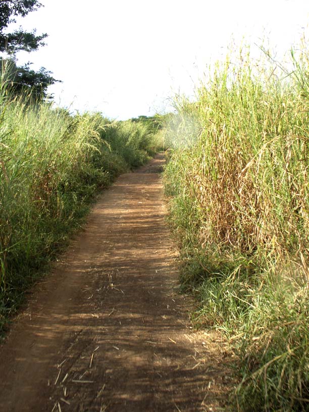 13 The road at the end of the rainy season