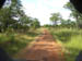 14 The Mopane wood countryside near Chikowa