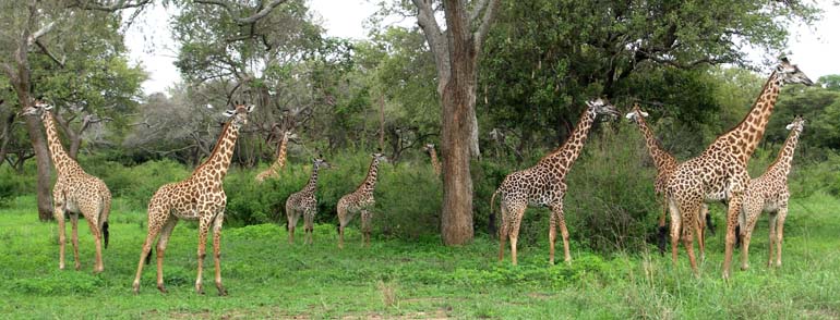 40 Giraffes 2
