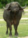 14 Water buffalo 1