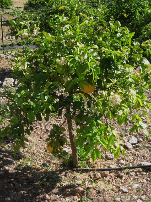 14 A grapefruit tree