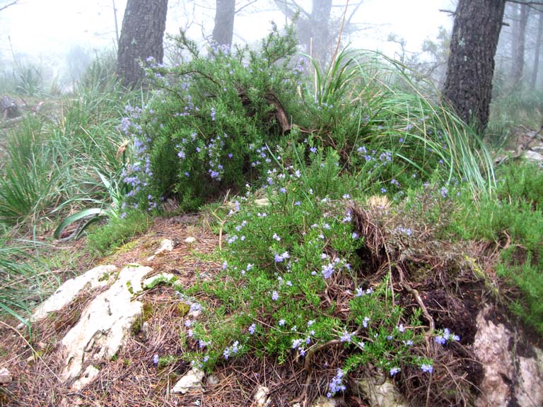 32 Wild rosemary in the mist