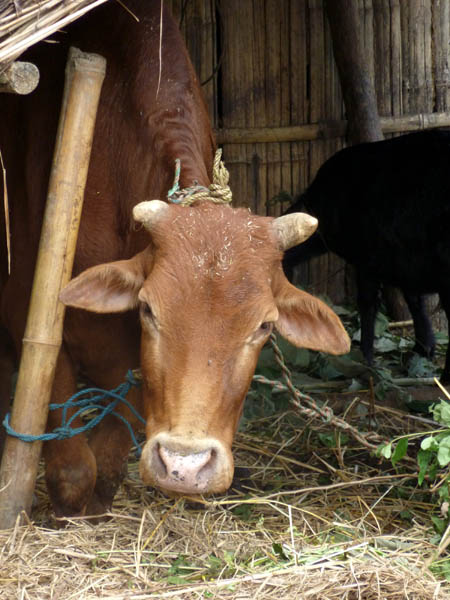 06 A lovely Nepalese cow