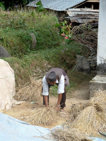 10 Threshing rice by hand