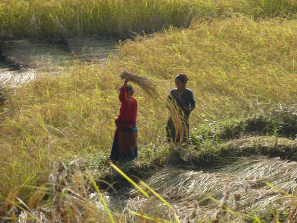 08 Women thresing rice by hand