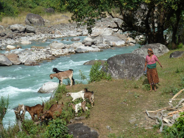 21 Goat herder in Ngadi