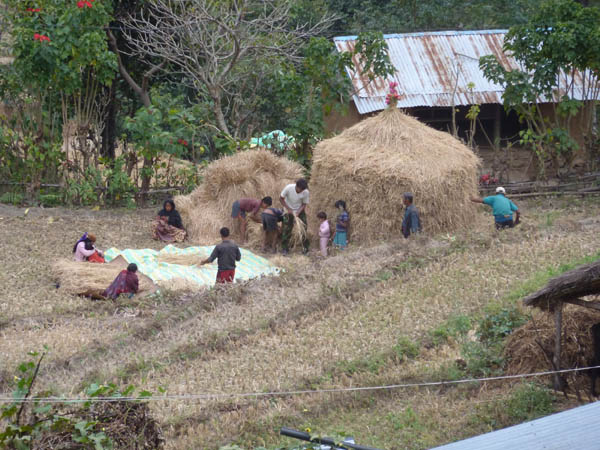 23 Threshing rice is a family affair