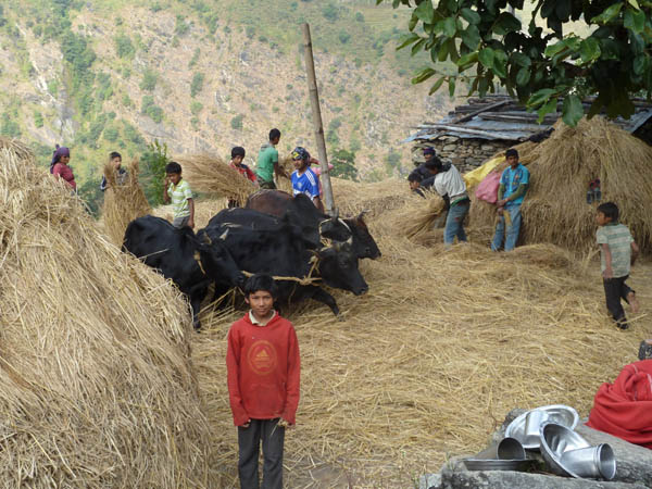 01 Oxen threshing rice with the whole family