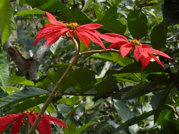 11 Wild Pointsettia