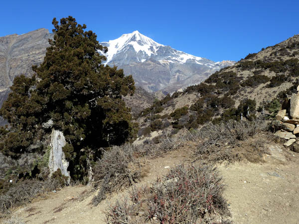 02 Gnarled cedar tree and Mount Chulu East