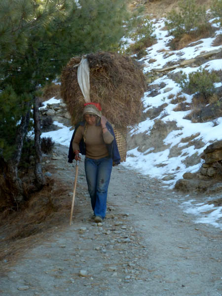 11 Woman hauling pine needles for compost