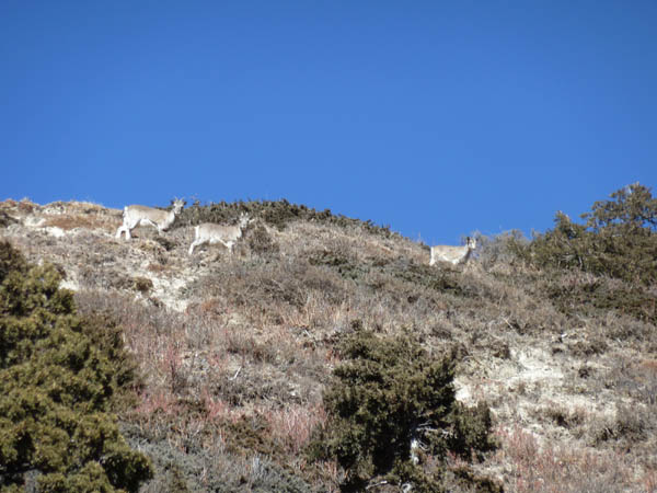 08 Nepalese Blue Sheep