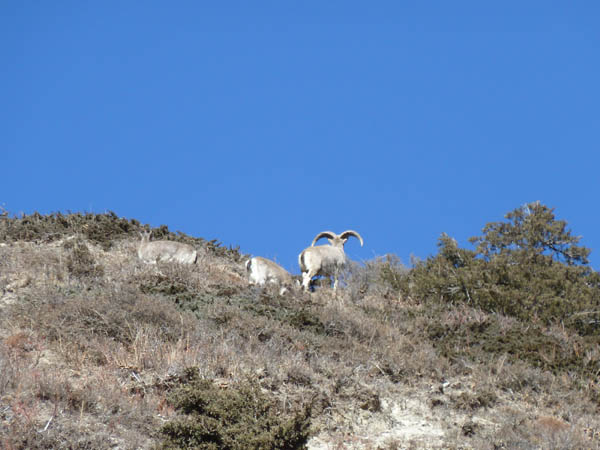 11 Nepalese Blue Sheep