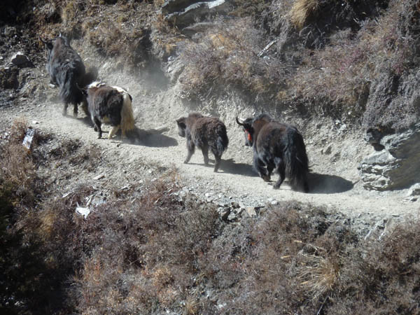17 Yaks on the move