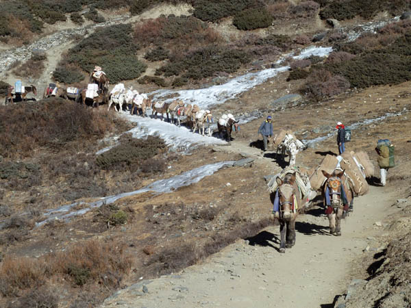 19 A large mule train