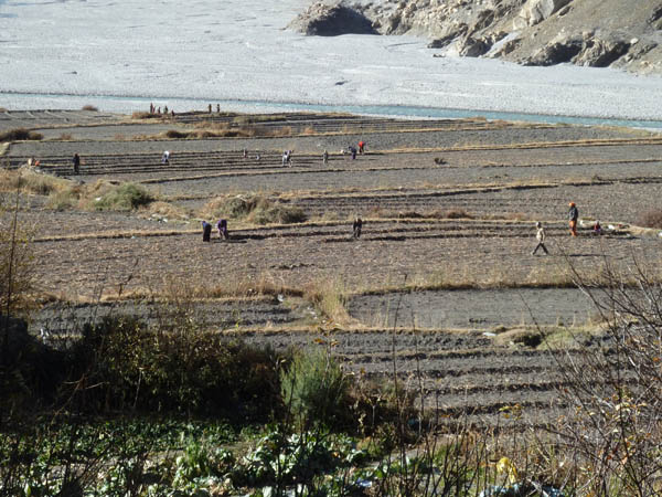 08 Workers in the fields outside Kagbeni