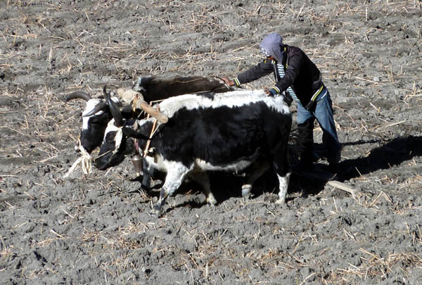 09 Raking a field with yaks