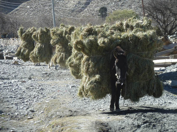 12 Donkeys loaded with hay
