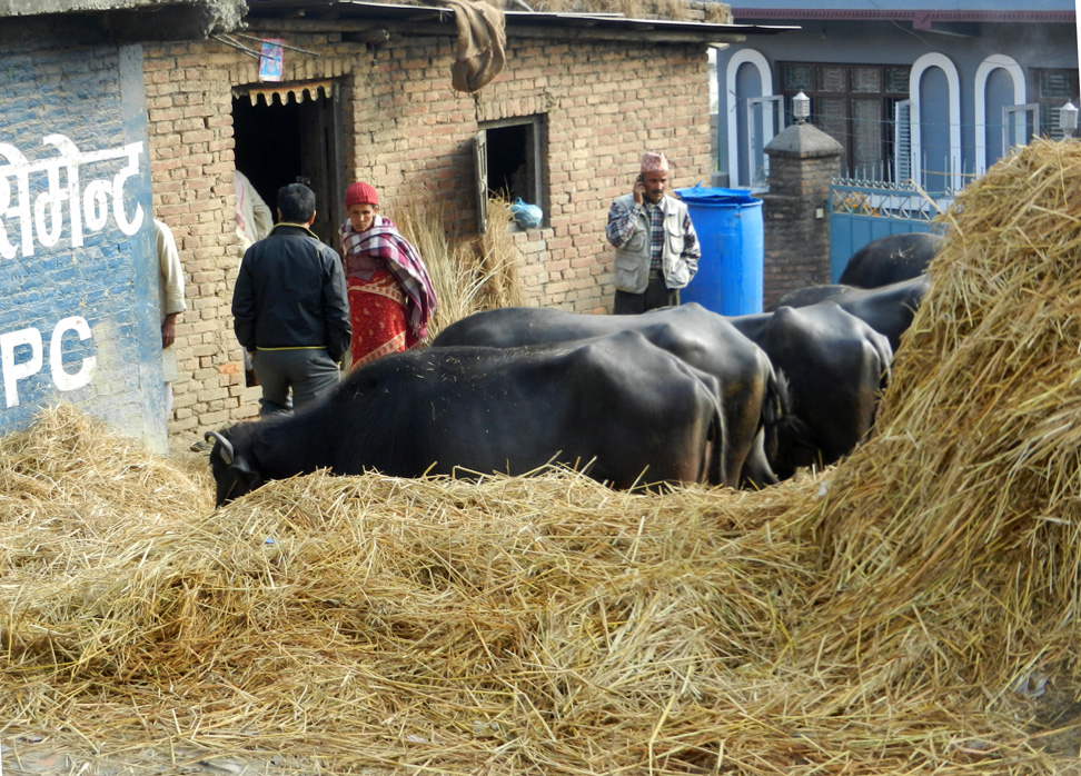 10 Oxen in a farmyard