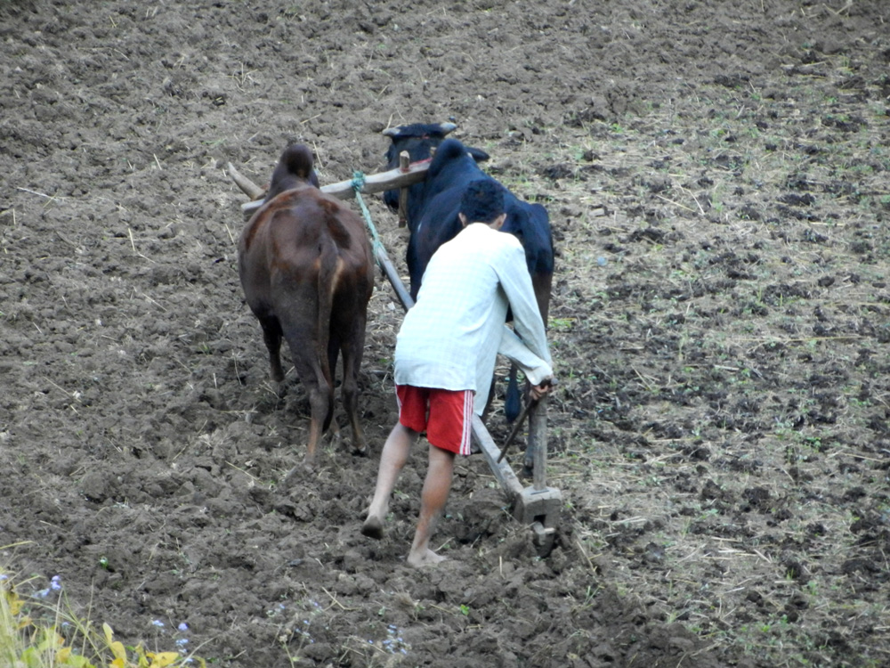 12 Plowing with oxen