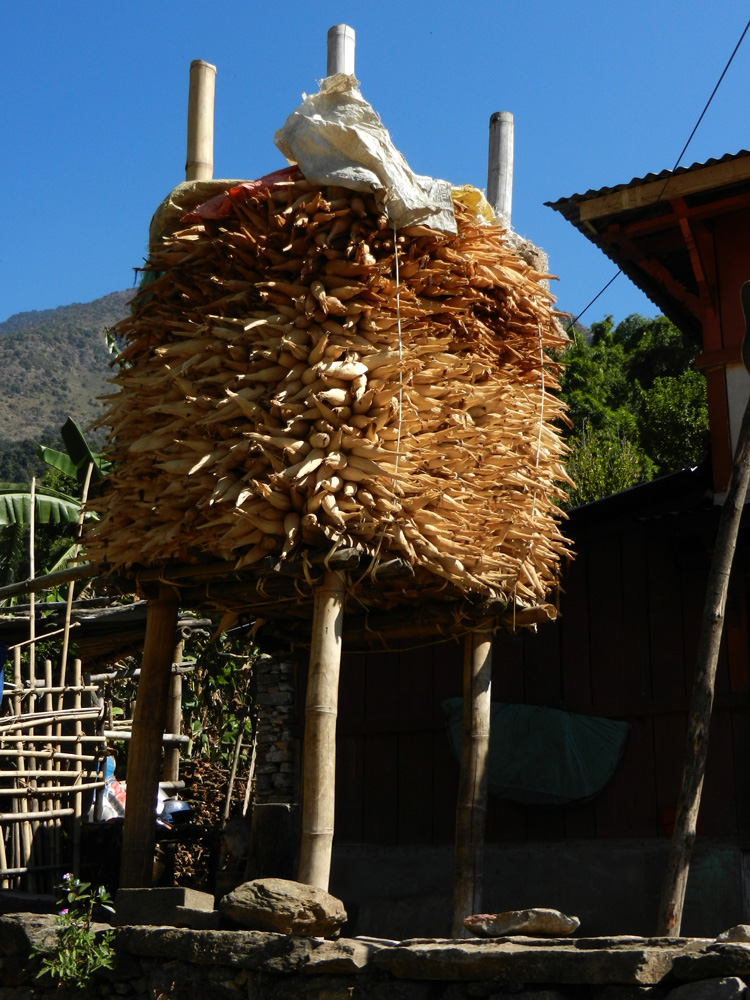 06 Storing a crop of maize in Bahundanda