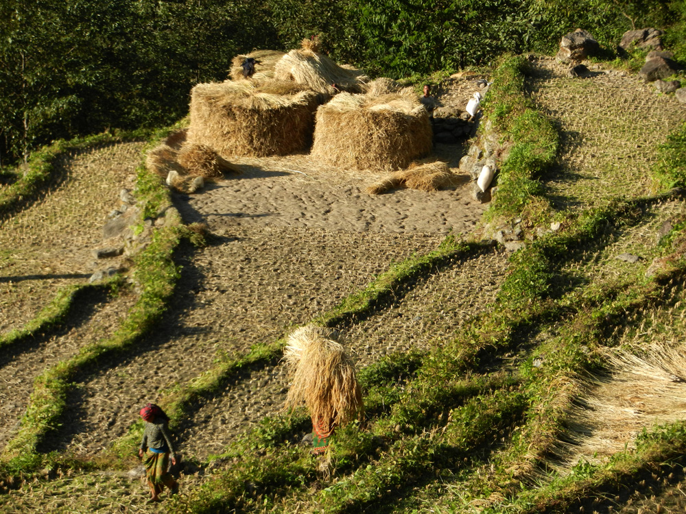 08 Harvesting and drying rise below Bahundanda