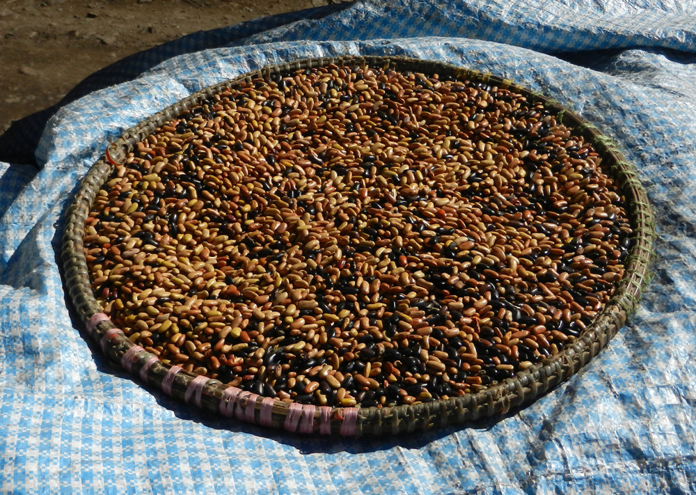 03 Beans out in the sun to dry