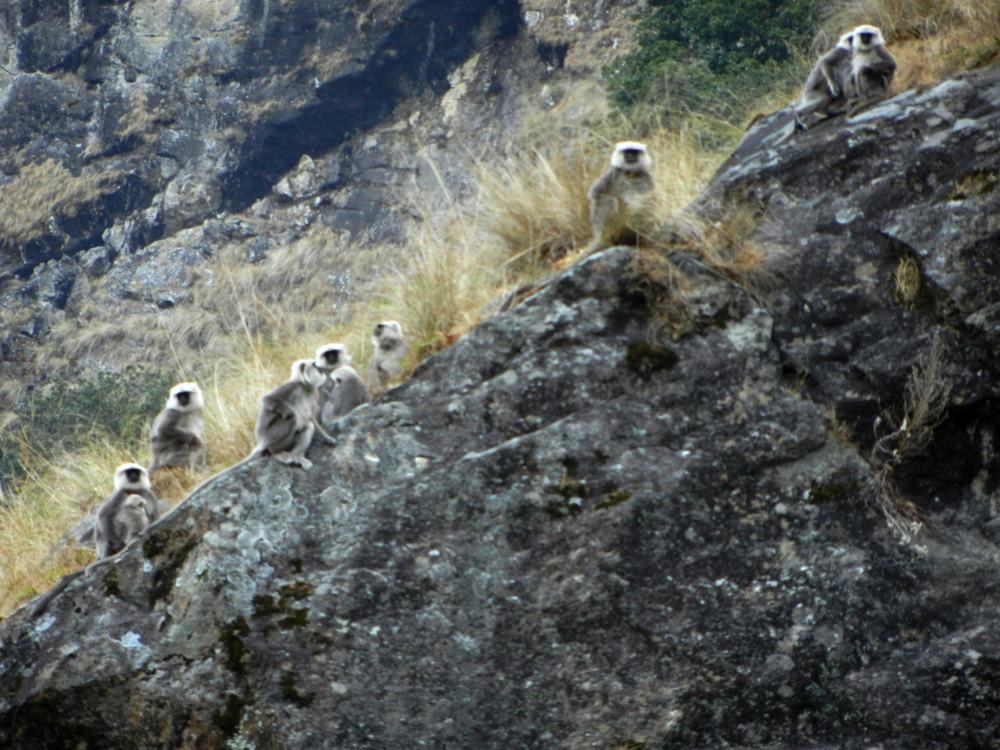 16 White-faced monkeys