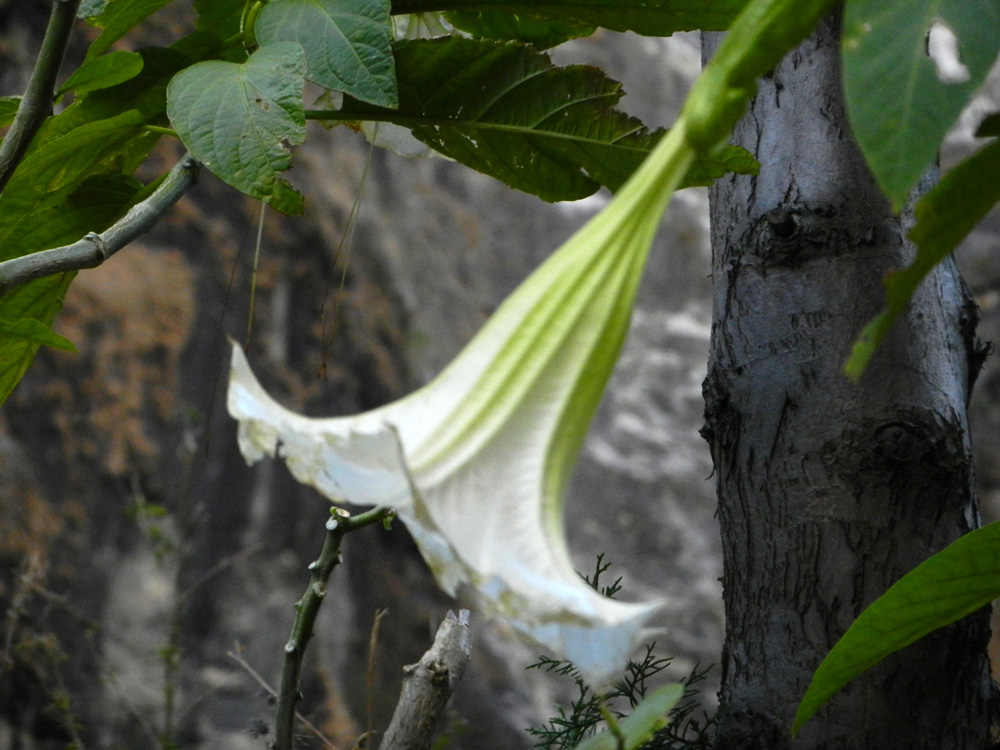 21 A trumpet lily